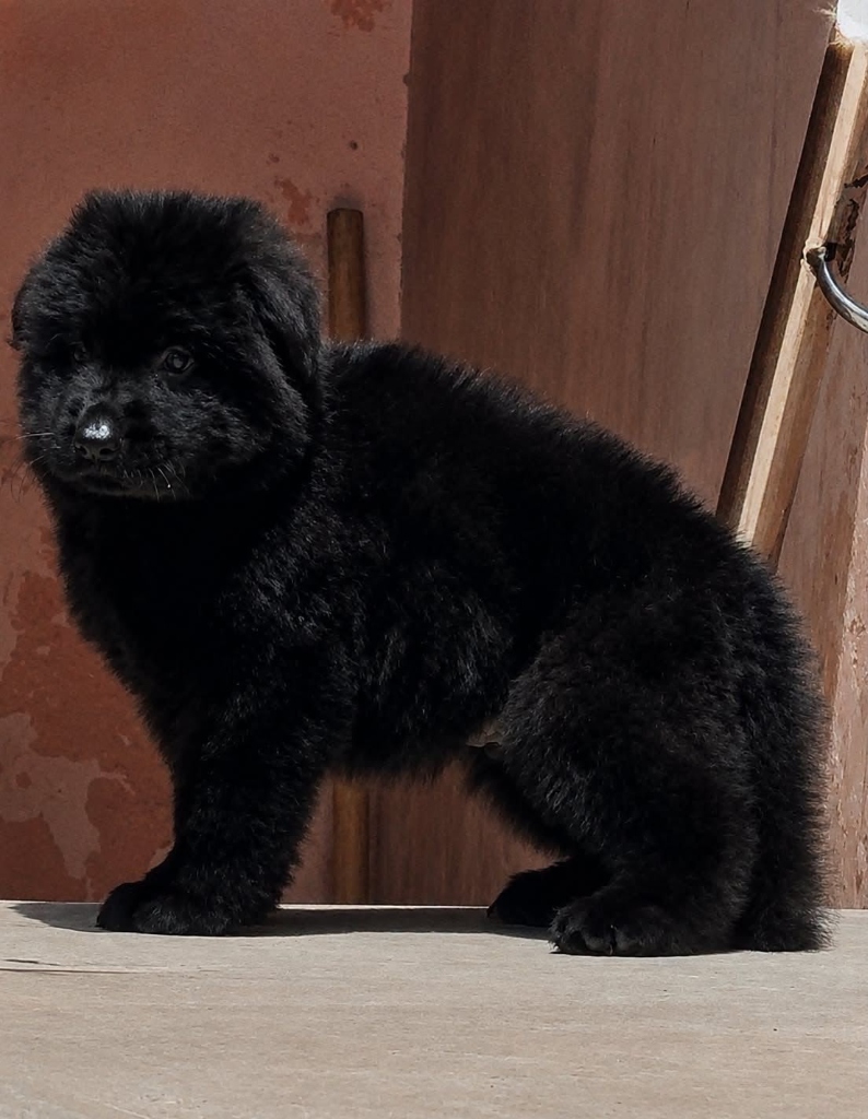 KCI registered Black German Shepherd puppy for sale in Gurgaon Delhi NCR — The Puppy House