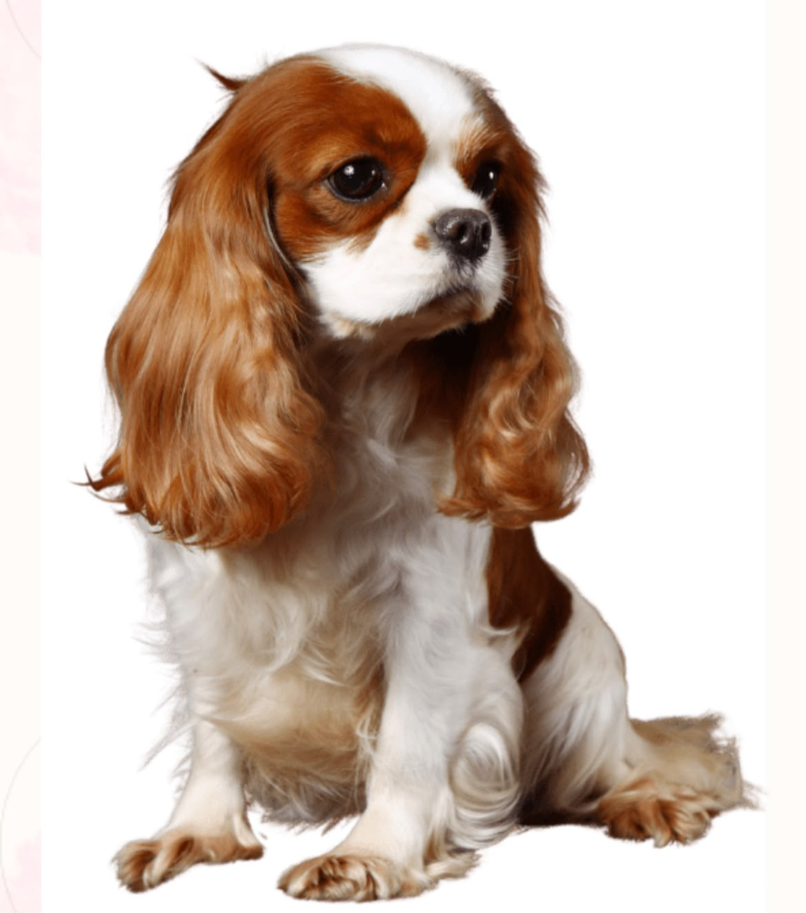 KCI registered Cavalier King Charles Spaniel puppy for sale in Gurgaon Delhi NCR — The Puppy House