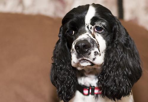 KCI registered Cocker Spaniel puppy for sale in Gurgaon Delhi NCR — The Puppy House