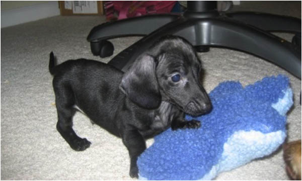 KCI registered Dachshund puppy for sale in Gurgaon Delhi NCR — The Puppy House