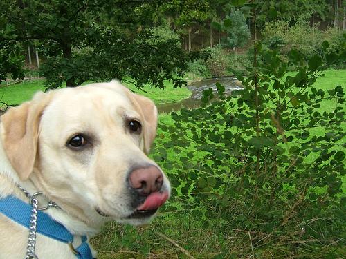 KCI registered Labrador puppy for sale in Gurgaon Delhi NCR — The Puppy House
