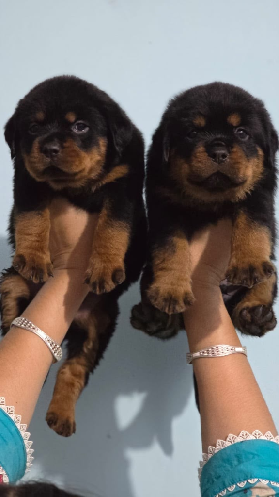 KCI registered Rottweiler puppy for sale in Gurgaon Delhi NCR — The Puppy House